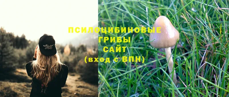 Галлюциногенные грибы Magic Shrooms  Моздок 